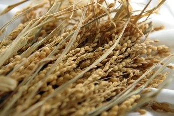 Firmato il decreto che sblocca l’avvio del sistema di tracciabilità del riso biologico 2 riso biologico integrale