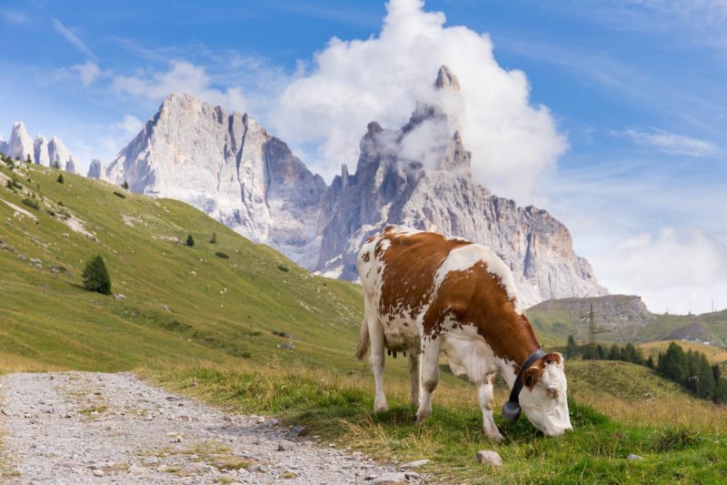 Istituito il marchio di qualità “Prodotto di montagna” 1