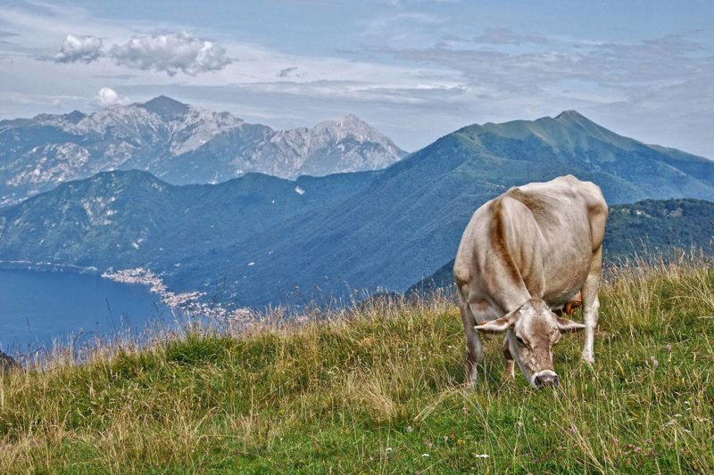 Istituito il marchio di qualità “Prodotto di montagna” 3