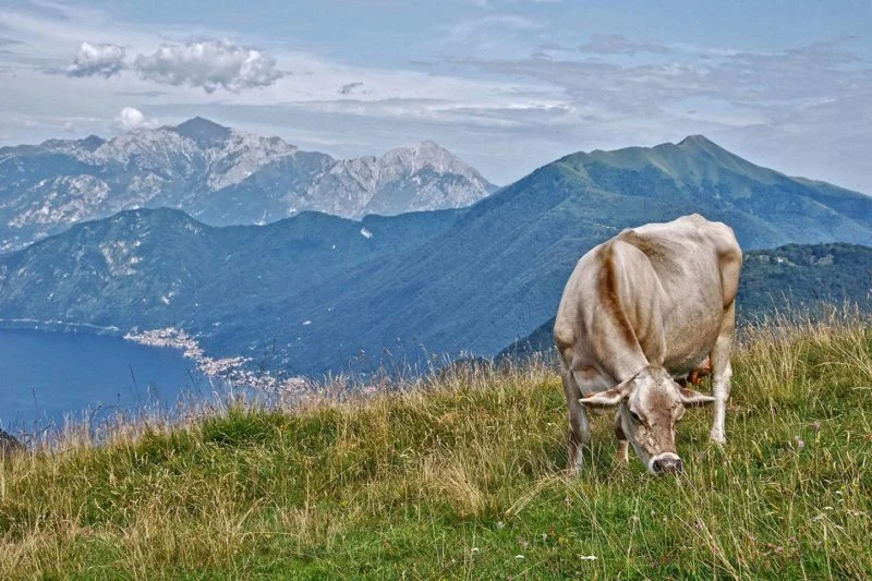 Istituito il marchio di qualità “Prodotto di montagna” 4 Istituito il marchio di qualità “Prodotto di montagna” 4