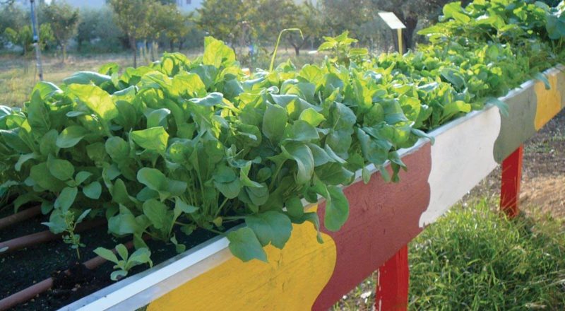 Con YouFarmer si può adottare un orto e imparare a coltivarlo 1