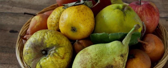 In Europa si scartano 50 milioni di tonnellate di frutta e verdura all'anno 9 In Europa si scartano 50 milioni di tonnellate di frutta e verdura all'anno