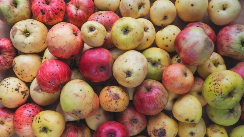 In Europa si scartano 50 milioni di tonnellate di frutta e verdura all'anno 2