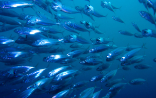 Con BlueNalu, prodotti ittici dalle cellule di pesce