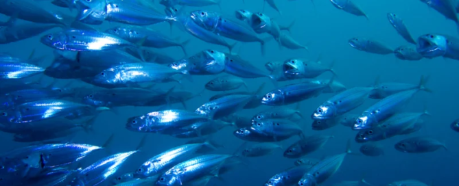 Con BlueNalu, prodotti ittici dalle cellule di pesce 10 Con BlueNalu, prodotti ittici dalle cellule di pesce