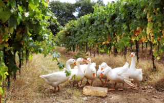 A Montefalco al posto del diserbante ci sono le oche