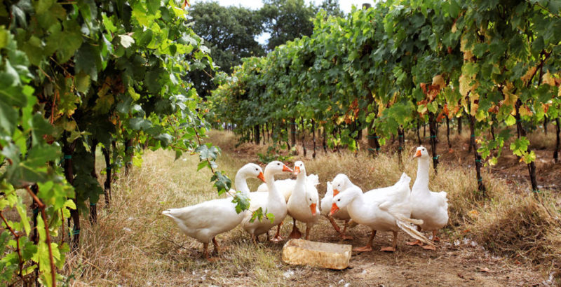 A Montefalco al posto del diserbante ci sono le oche