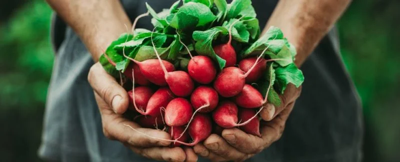 Il consumo dei prodotti biologici sta vivendo una forte crescita 2