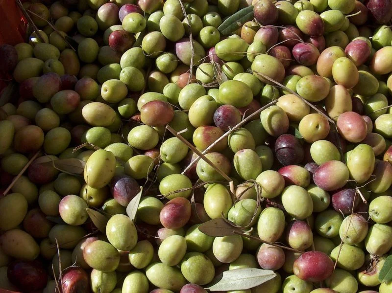Elaisian, l'innovazione che migliora la produzione di olio 3 Elaisian, l'innovazione che migliora la produzione di olio 2