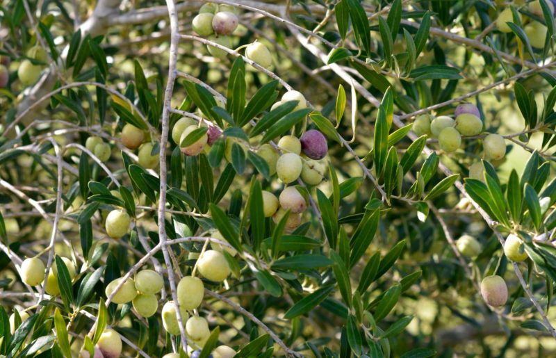 Elaisian, l'innovazione che migliora la produzione di olio 1