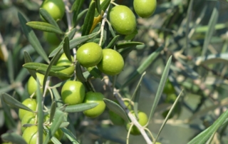 Elaisian, l'innovazione che migliora la produzione di olio