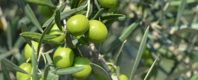 Elaisian, l'innovazione che migliora la produzione di olio 2 Elaisian, l'innovazione che migliora la produzione di olio