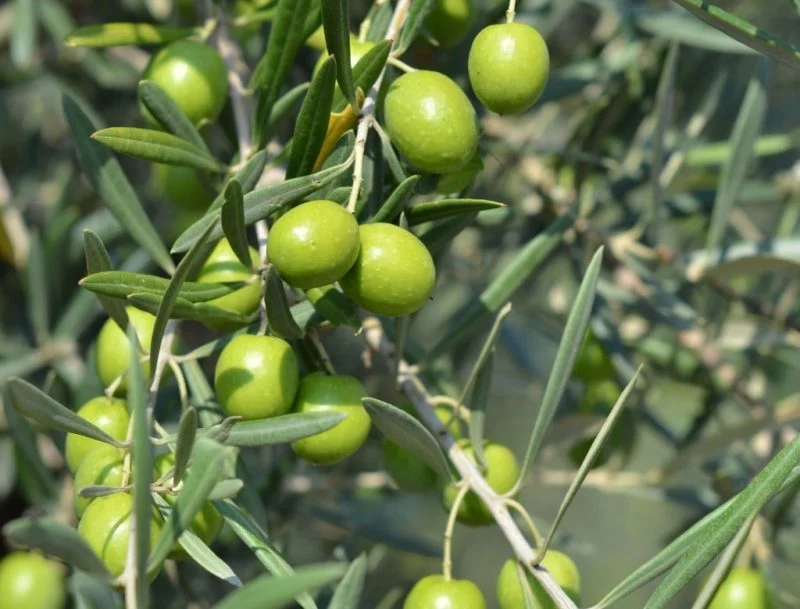 Elaisian, l'innovazione che migliora la produzione di olio 1 Elaisian, l'innovazione che migliora la produzione di olio