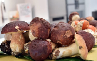 Il 2018 è l’anno perfetto per raccogliere i funghi 1 Raccolta Funghi 2018