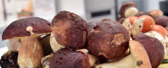 Il 2018 è l’anno perfetto per raccogliere i funghi 8 Raccolta Funghi 2018