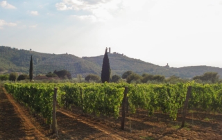 Sempre più giovani italiani si dedicano all’agricoltura