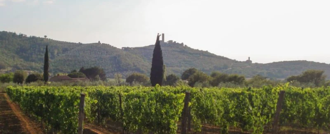 Sempre più giovani italiani si dedicano all’agricoltura 2 Sempre più giovani italiani si dedicano all’agricoltura