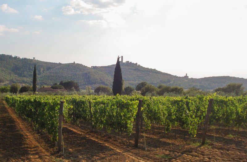 Sempre più giovani italiani si dedicano all’agricoltura