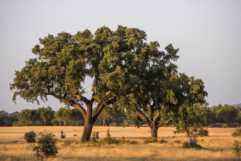 Albero di Sughero