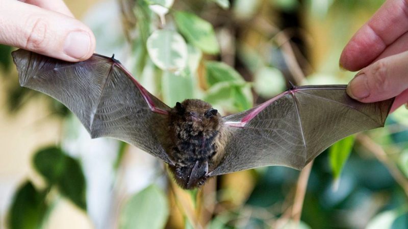 I pipistrelli di YES!BAT per un’agricoltura sostenibile 1