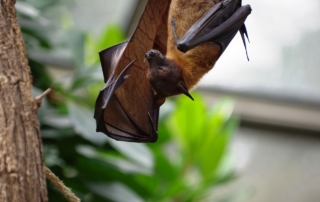 I pipistrelli di YES!BAT per un’agricoltura sostenibile