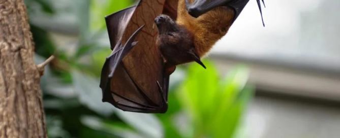 I pipistrelli di YES!BAT per un’agricoltura sostenibile 3 I pipistrelli di YES!BAT per un’agricoltura sostenibile