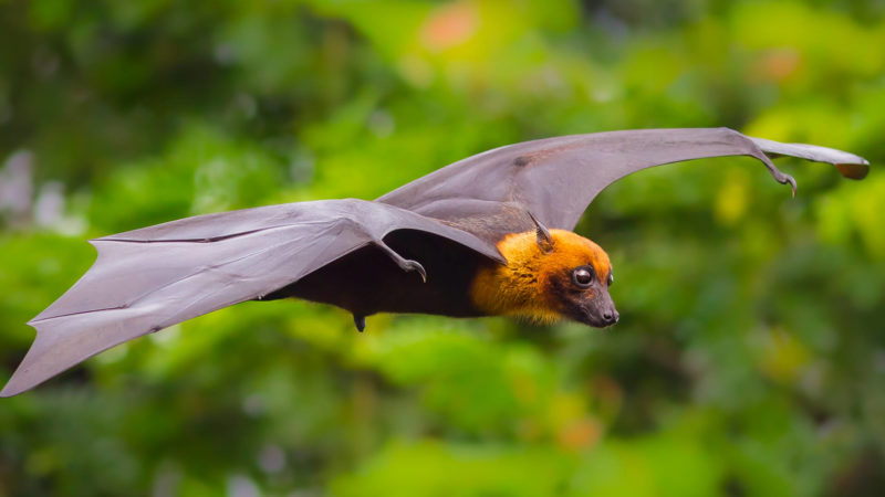 I pipistrelli di YES!BAT per un’agricoltura sostenibile 2