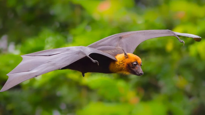 I pipistrelli di YES!BAT per un’agricoltura sostenibile 3