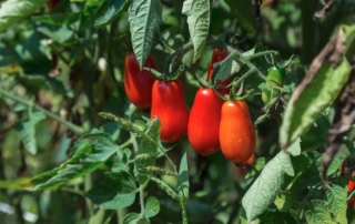 Pomodoro Cannellino Flegreo