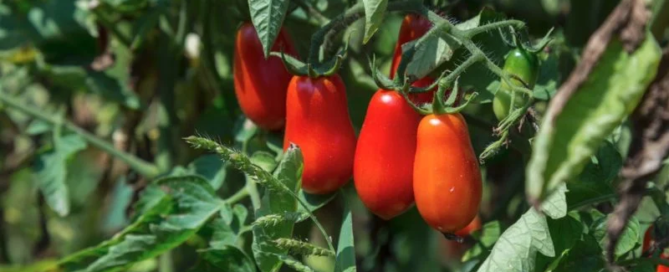 Ecco l’Associazione Pomodoro Cannellino Flegreo 7 Pomodoro Cannellino Flegreo