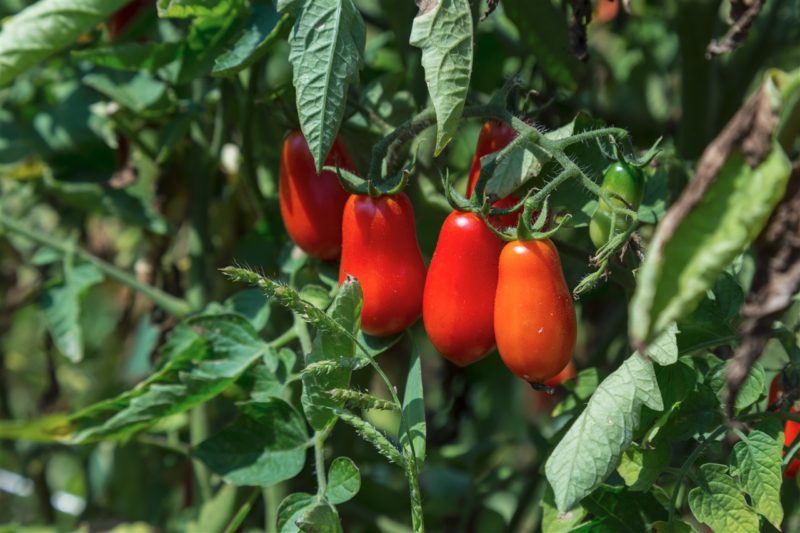 Pomodoro Cannellino Flegreo