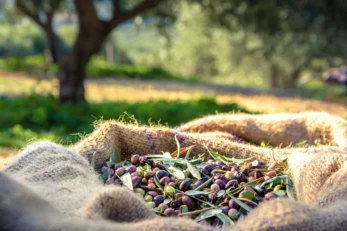 Nasce Italia Olivicola per la difesa dell'olio Made in Italy 2 Italia Olivicola Sacco di Olive