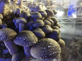 Le mini vertical farm sono l’ultimo trend nei ristoranti di New York 2 Mini Vertical Farm New York Funghi