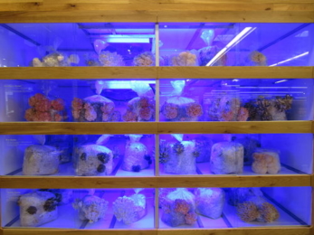 Le mini vertical farm sono l’ultimo trend nei ristoranti di New York 1 Mini Vertical Farm New York