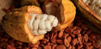 Fava di Cacao Sud America