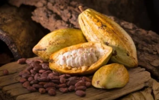 Il cacao fu coltivato per la prima volta in Sud America 5.300 anni fa 9 Fave di Cacao