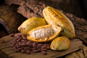 Il cacao fu coltivato per la prima volta in Sud America 5.300 anni fa 1 Fave di Cacao
