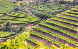 Il Soave è patrimonio dell’umanità per l’agricoltura 6 Soave Vigneti