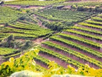 Il Soave è patrimonio dell’umanità per l’agricoltura 6 Soave Vigneti