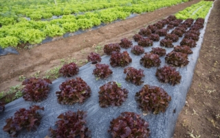 carta dei valori agricoltura bio