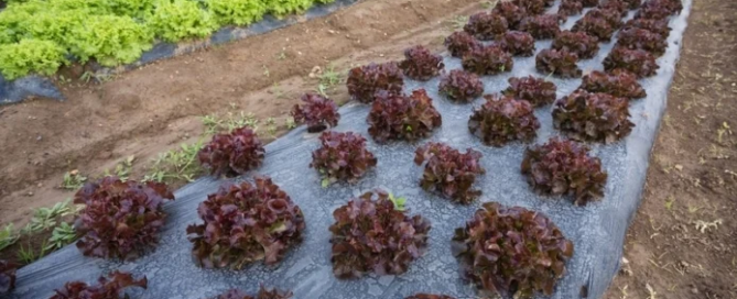 Arriva la Carta dei Valori a tutela del settore biologico 1 carta dei valori agricoltura bio