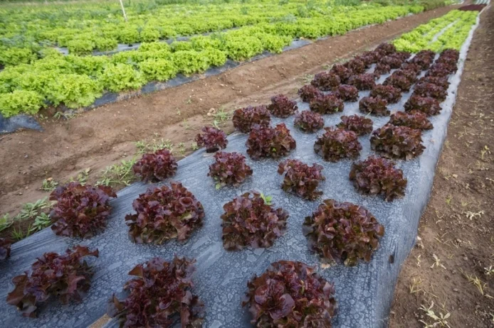 carta dei valori agricoltura bio carta dei valori agricoltura bio