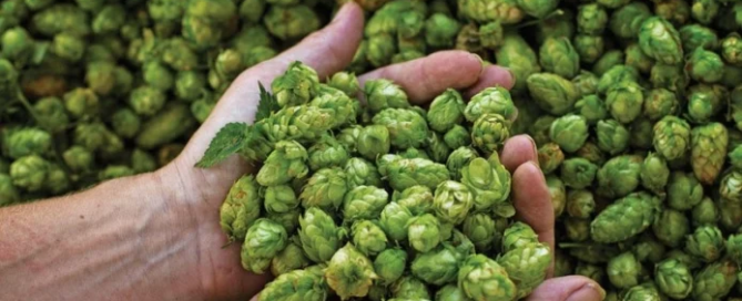 Finalmente una birra tutta italiana grazie a Idroluppolo 2 Finalmente una birra tutta italiana grazie a Idroluppolo