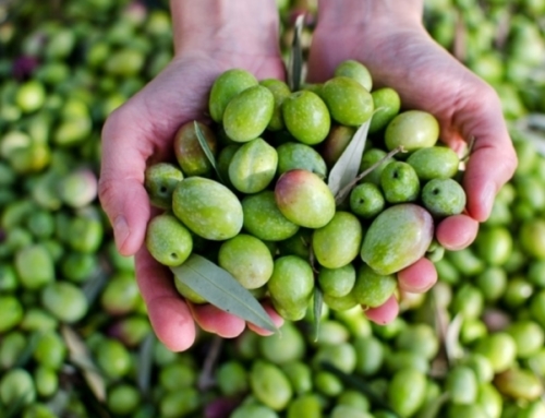 Novità scientifiche che cambiano il futuro dell’olio di oliva