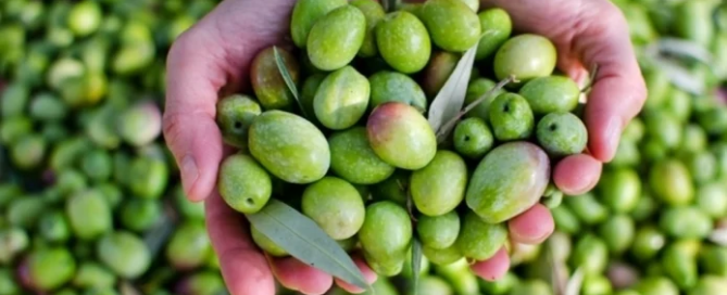 Novità scientifiche che cambiano il futuro dell’olio di oliva 8 Novità scientifiche che cambiano il futuro dell’olio di oliva