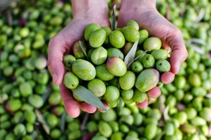 Novità scientifiche che cambiano il futuro dell’olio di oliva