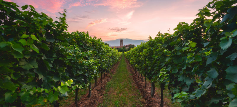 festival franciacorta in cantina