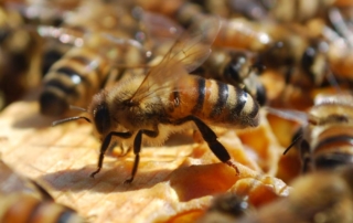 Utrecht api biodiversità