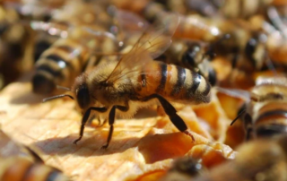 A Utrecht le api si muovono con gli autobus! 6 Utrecht api biodiversità