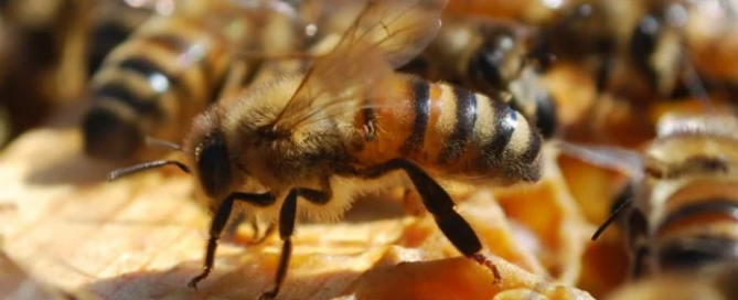 A Utrecht le api si muovono con gli autobus! 2 Utrecht api biodiversità